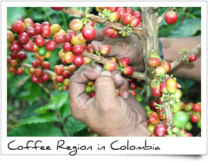 Colombia's Coffee Triangle: Pereira, Manizales And Armenia